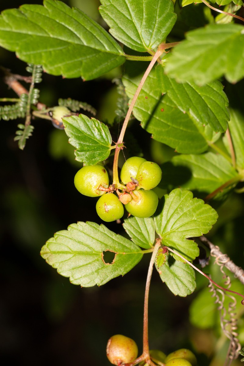 Causonis cardiospermoides photo 2