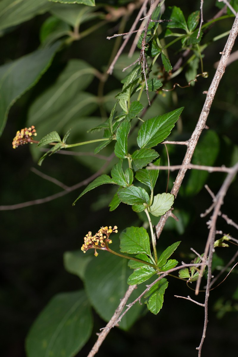 Causonis cardiospermoides photo 3