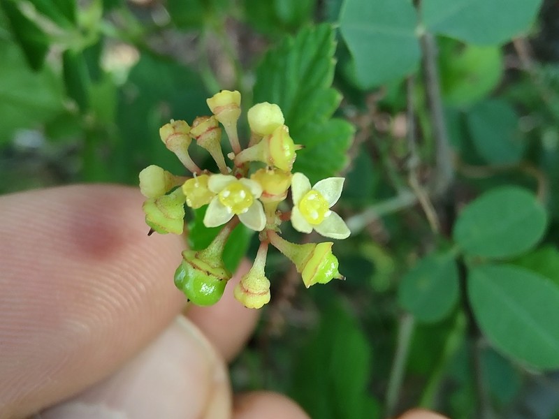 Causonis cardiospermoides photo 4