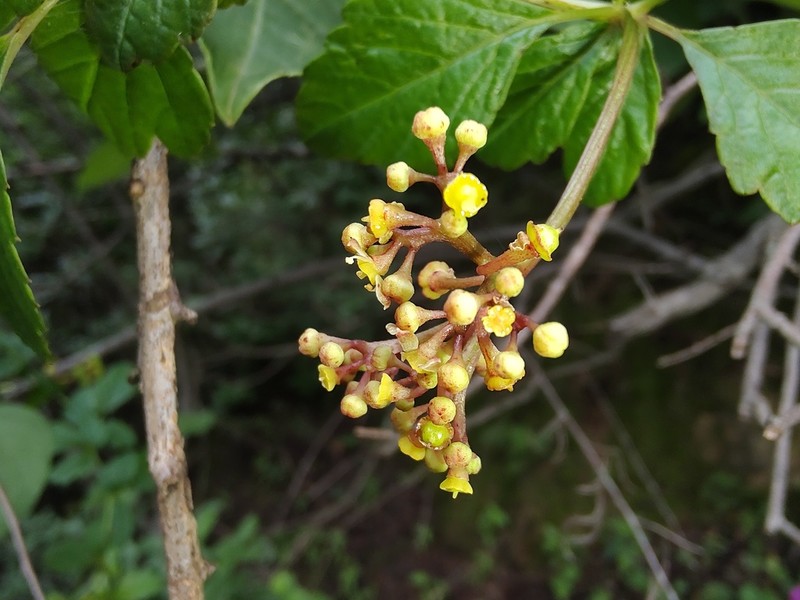 Causonis cardiospermoides photo 5