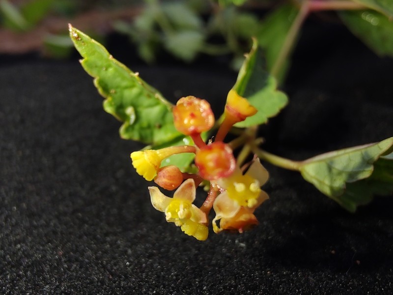 Causonis cardiospermoides photo 6