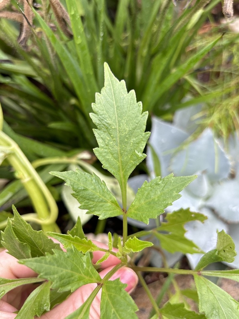 Causonis clematidea