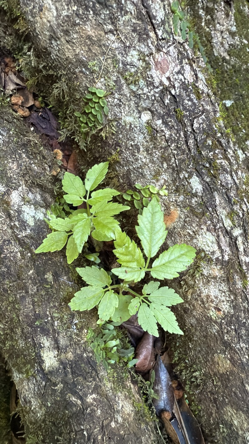 Causonis clematidea photo 3
