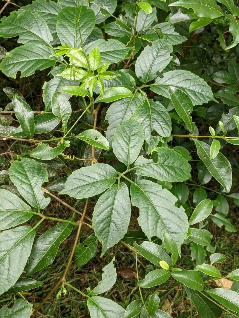 Causonis clematidea photo 4