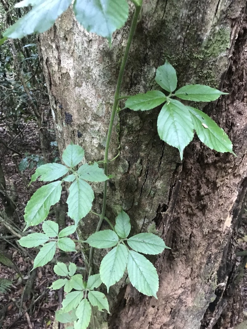 Causonis clematidea photo 5