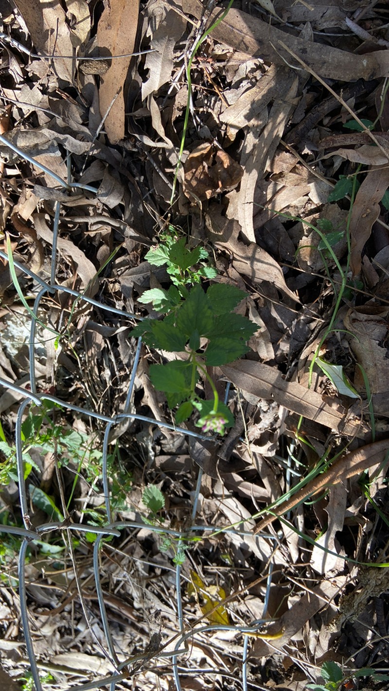 Causonis clematidea photo 7
