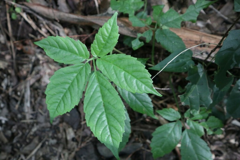 Causonis clematidea photo 8