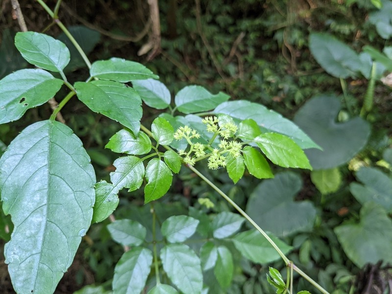 Causonis corniculata