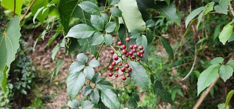 Causonis corniculata photo 2