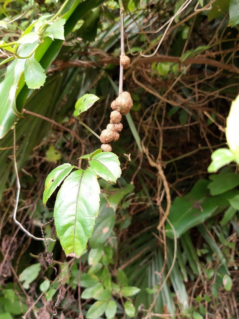 Causonis corniculata photo 3