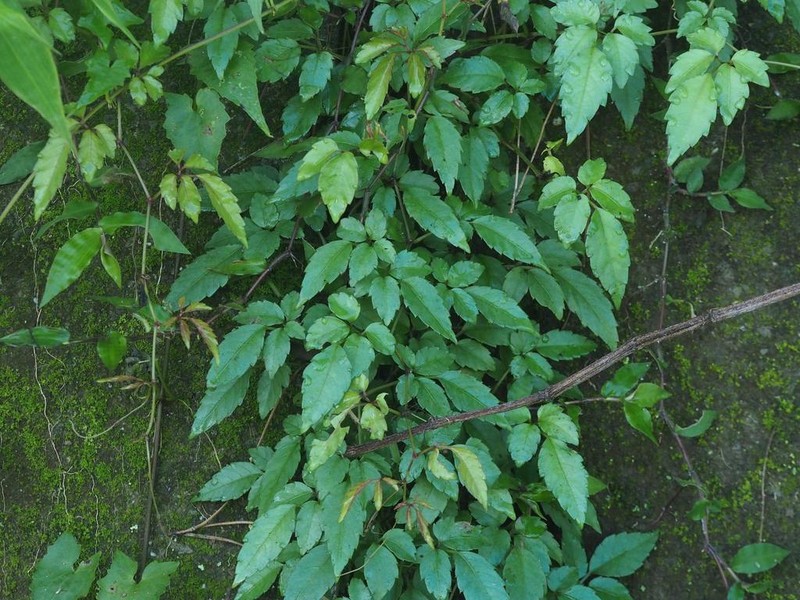 Causonis corniculata photo 4