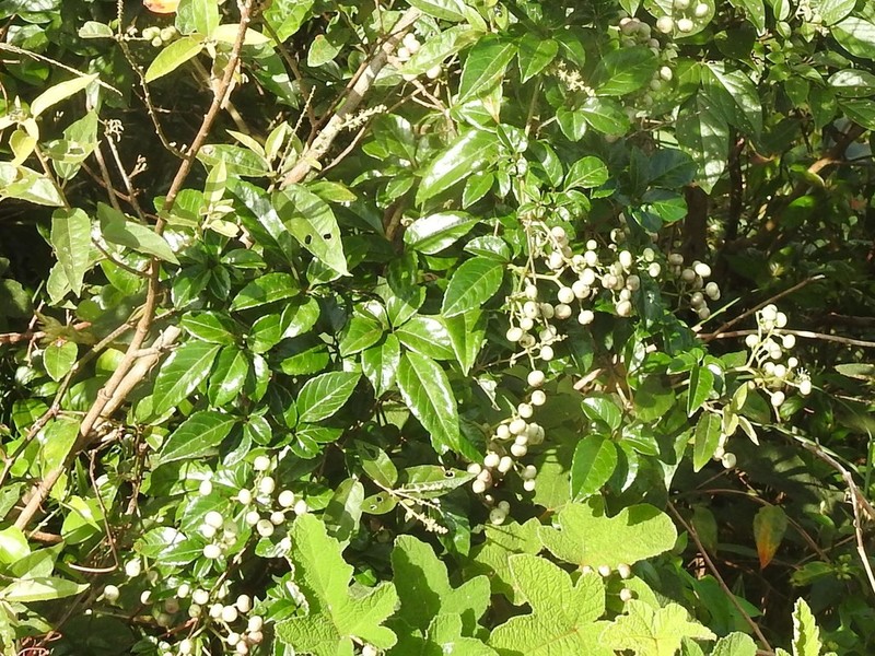 Causonis corniculata photo 5