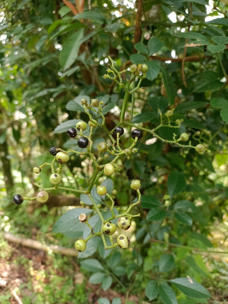 Causonis corniculata photo 6