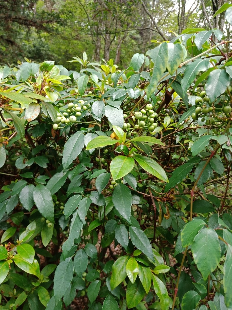 Causonis corniculata photo 7