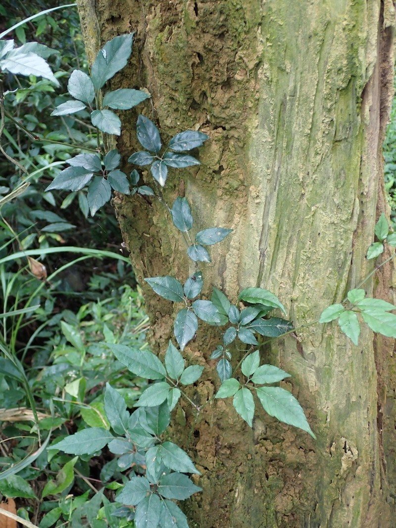 Causonis corniculata photo 8