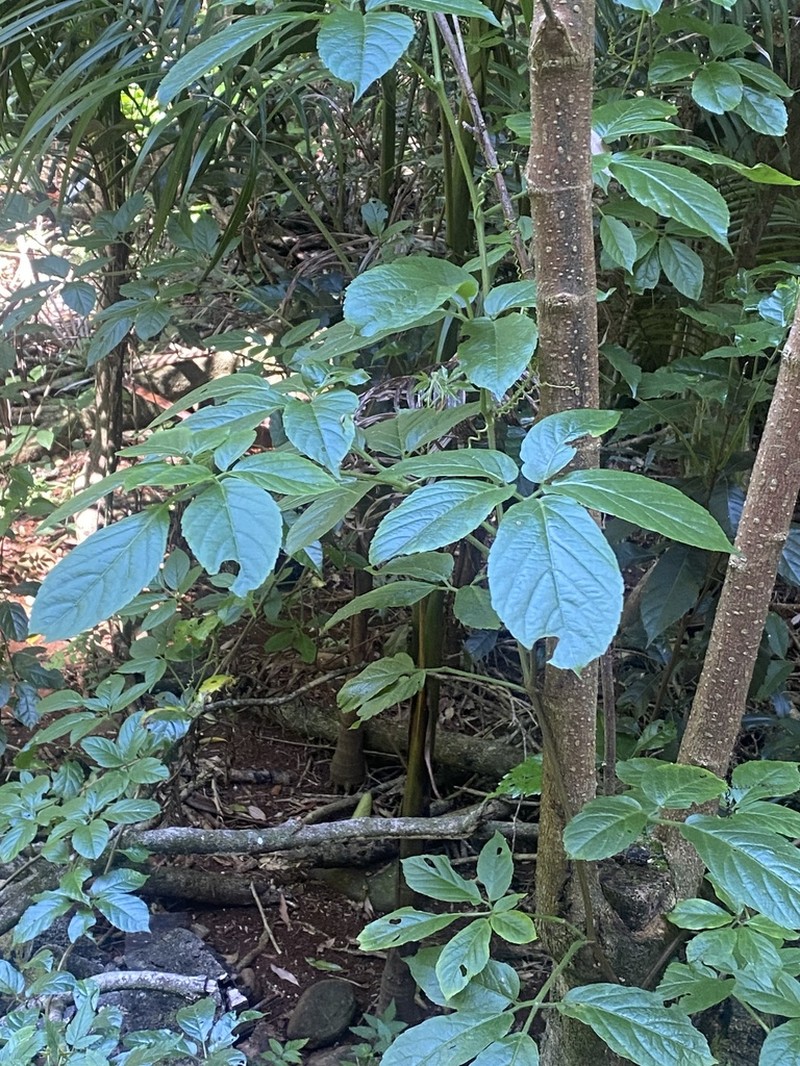 Causonis eurynema