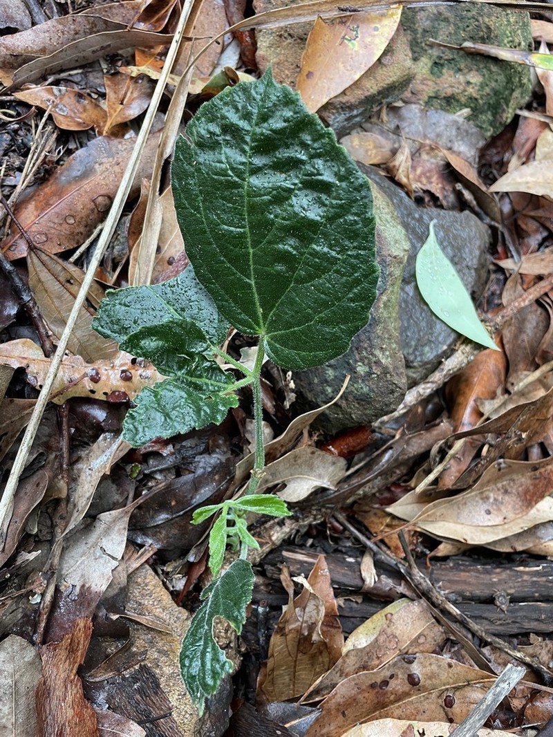 Causonis eurynema photo 2