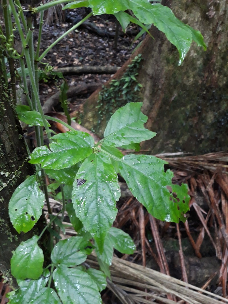 Causonis eurynema photo 3