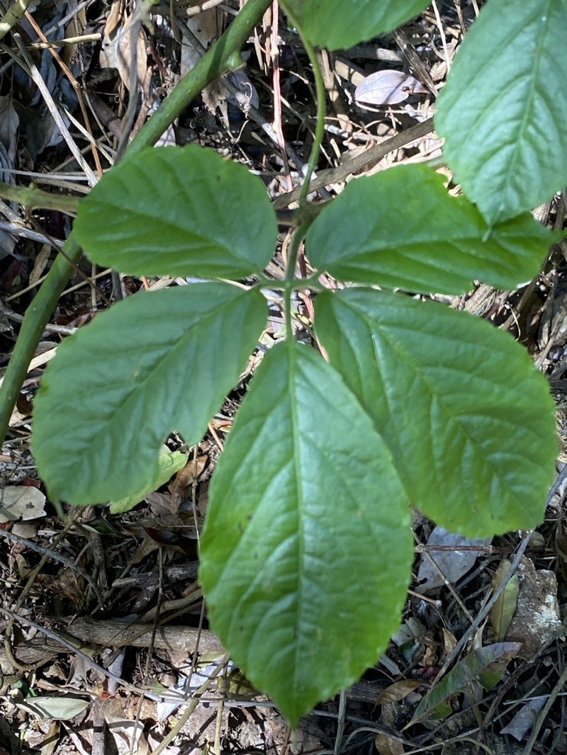 Causonis eurynema photo 4