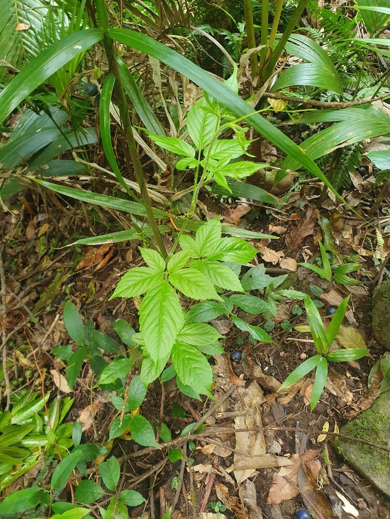 Causonis eurynema photo 5