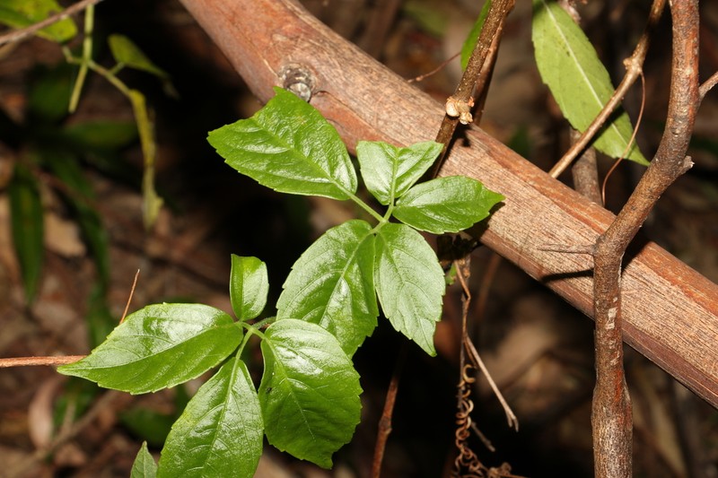 Causonis eurynema photo 6