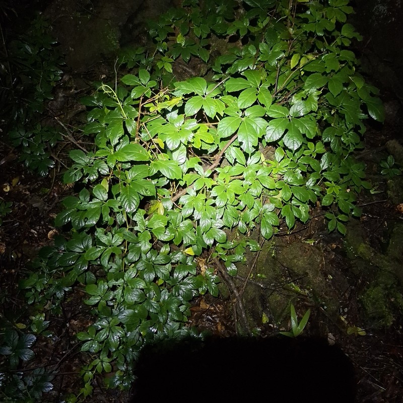 Causonis eurynema photo 7