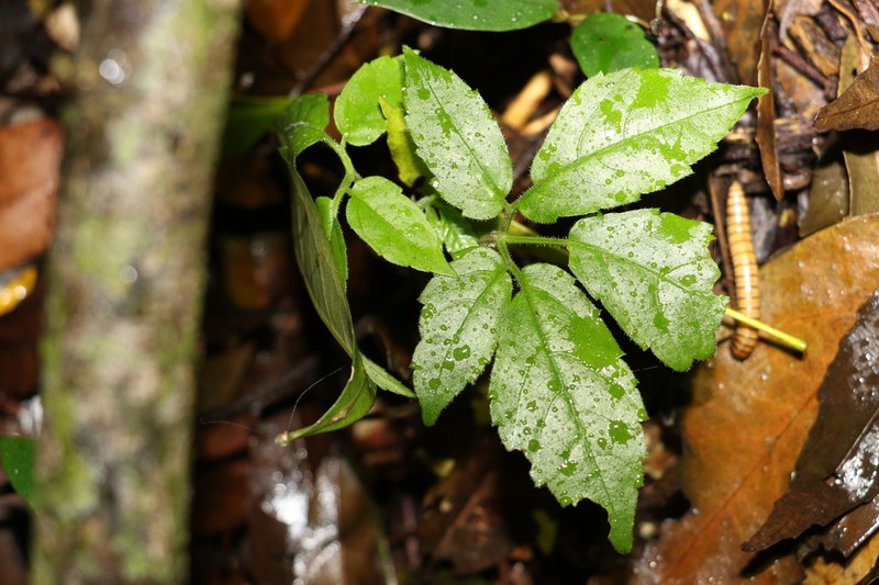 Causonis eurynema photo 8