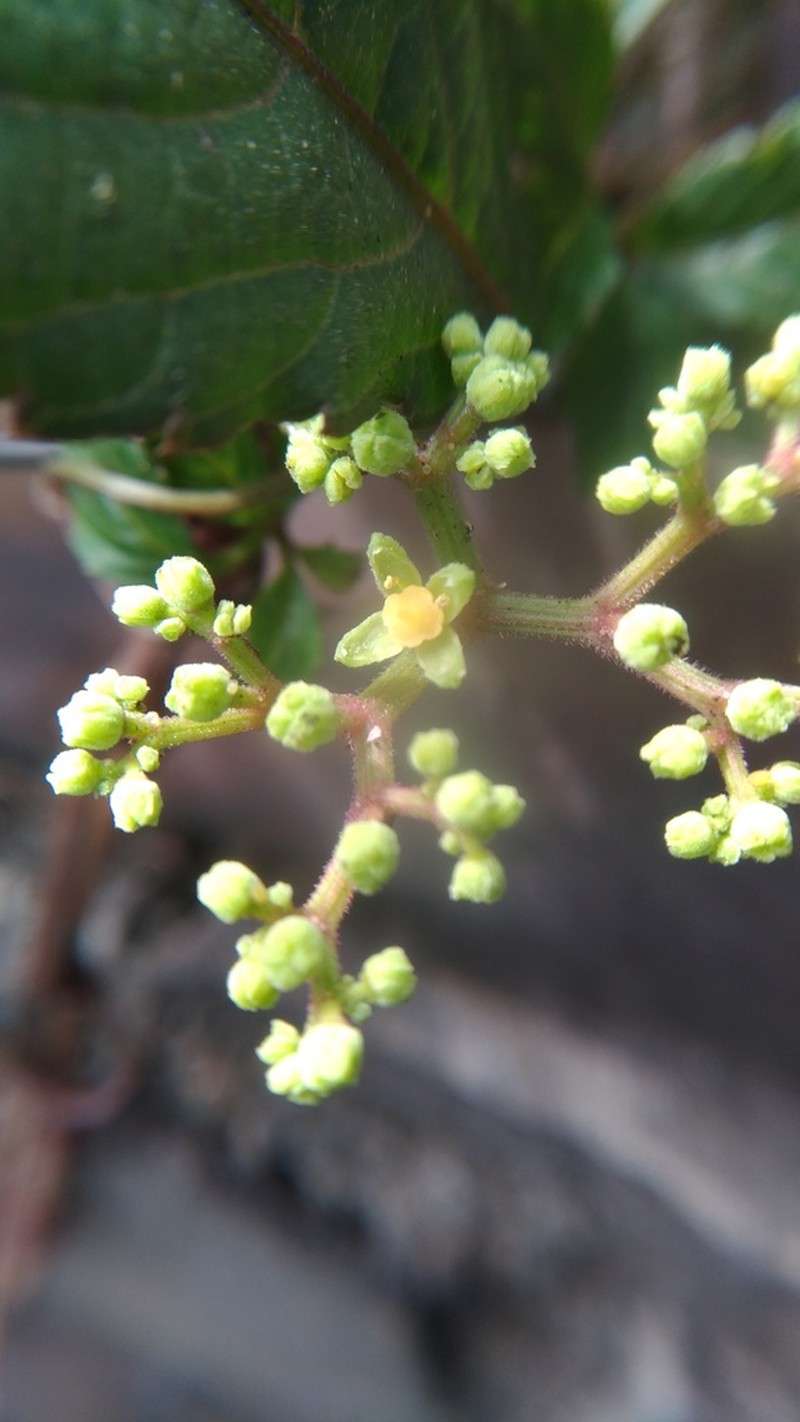 Bushkiller photo 2