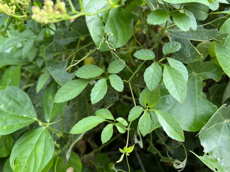 Bushkiller photo 3