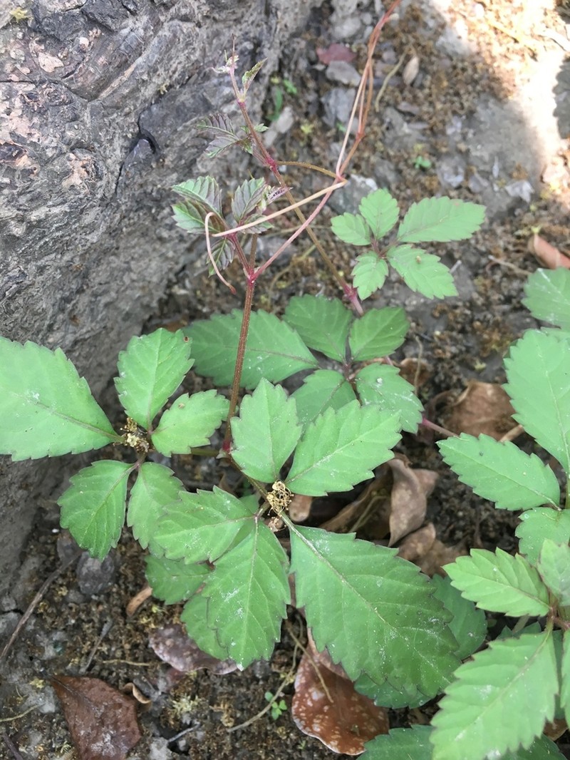 Bushkiller photo 4
