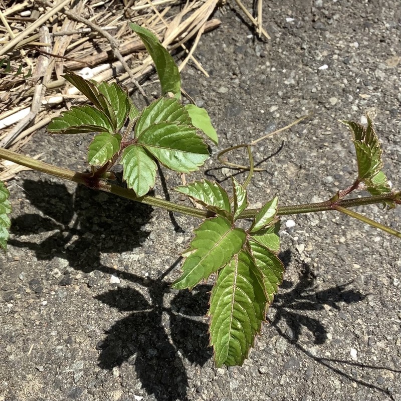Bushkiller photo 6