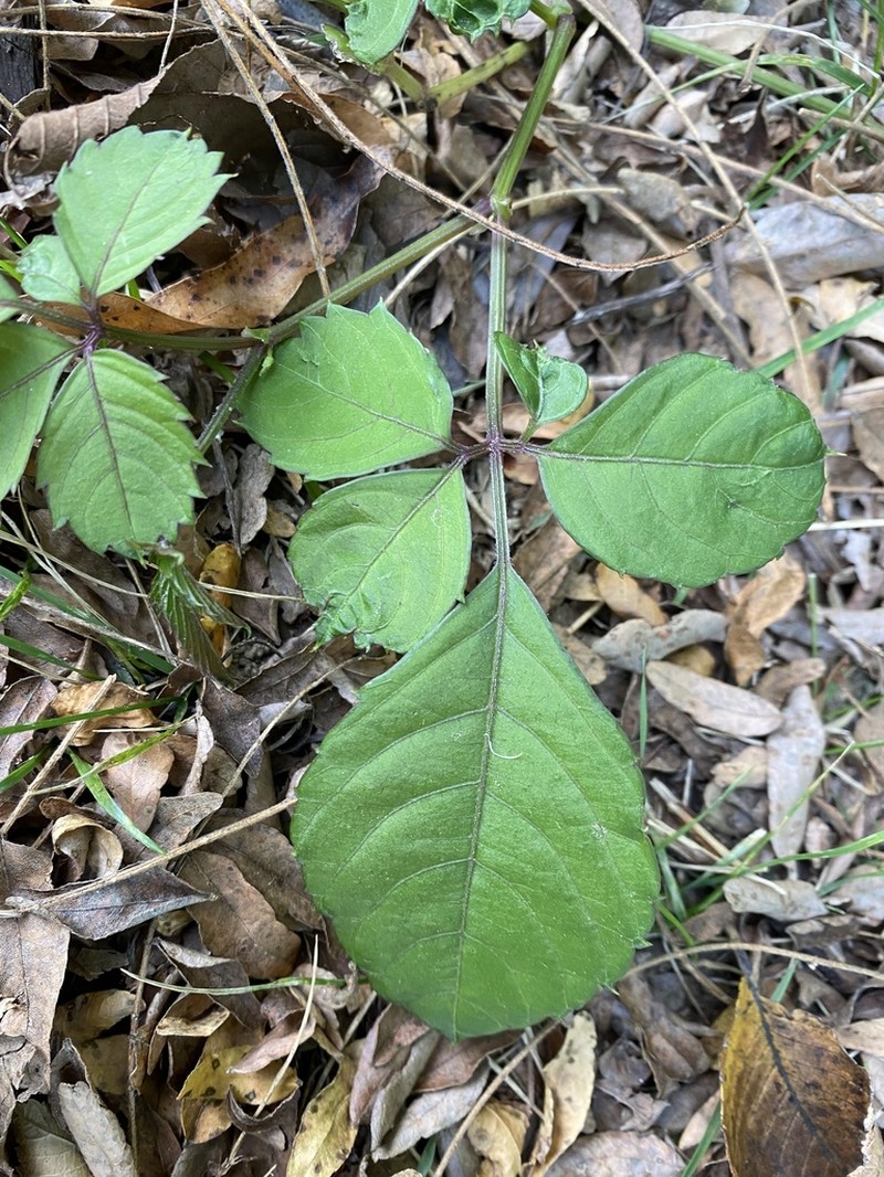Bushkiller photo 7
