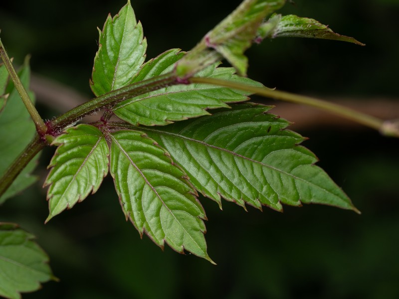 Causonis japonica var. japonica
