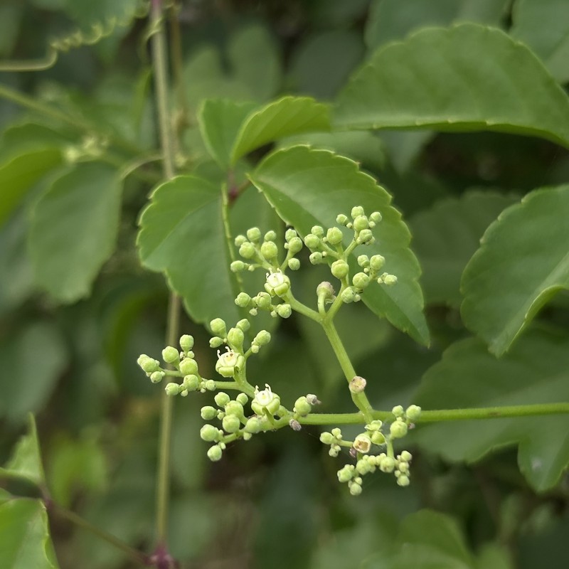 Causonis japonica var. pseudotrifolia