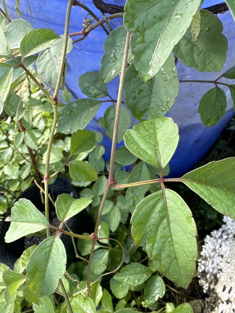 Causonis maritima