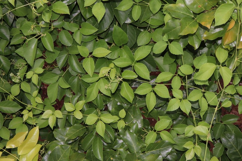 Causonis maritima photo 2
