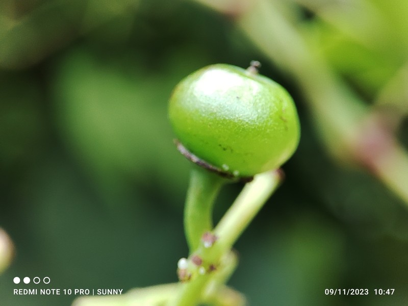 Causonis maritima photo 3