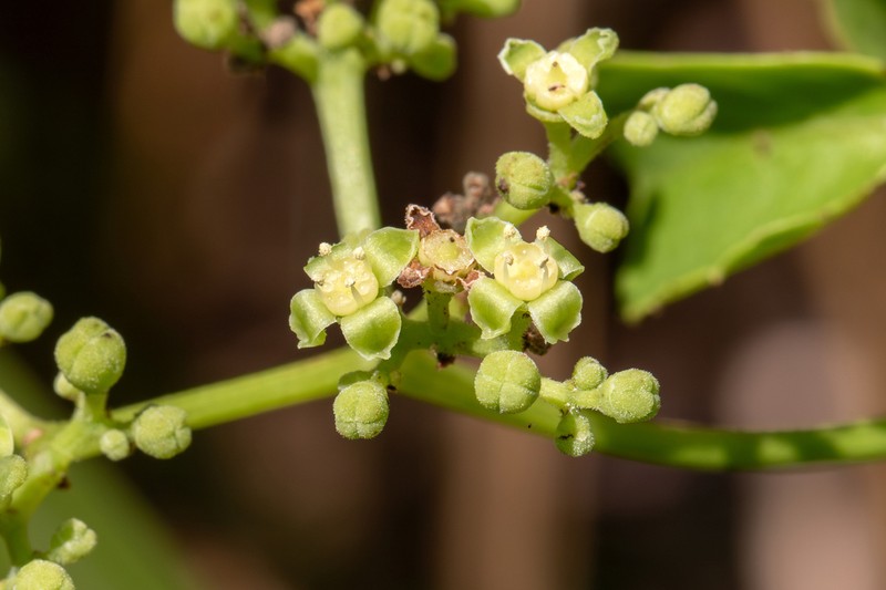 Causonis maritima photo 4