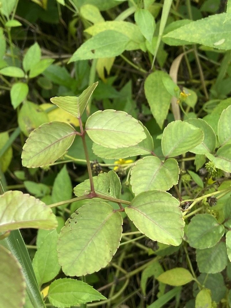 Causonis maritima photo 6