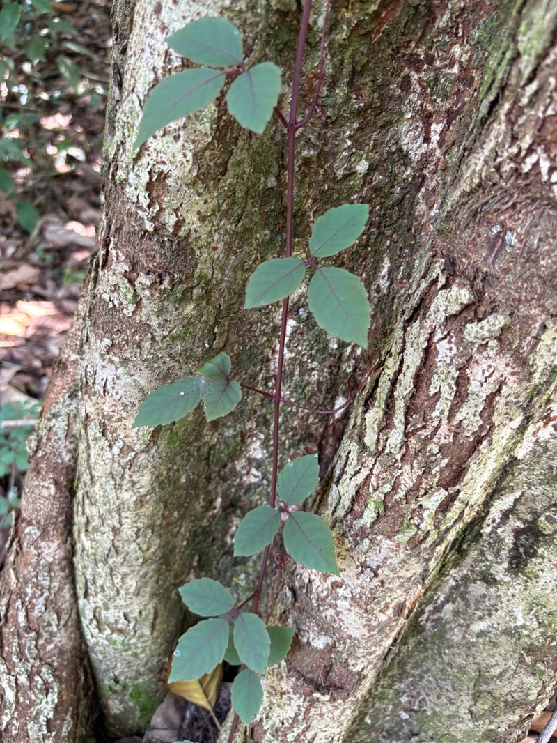 Causonis maritima photo 8