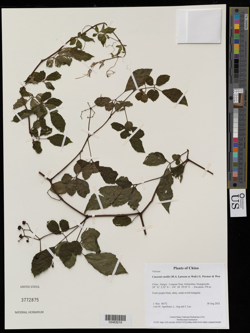 Causonis mollis