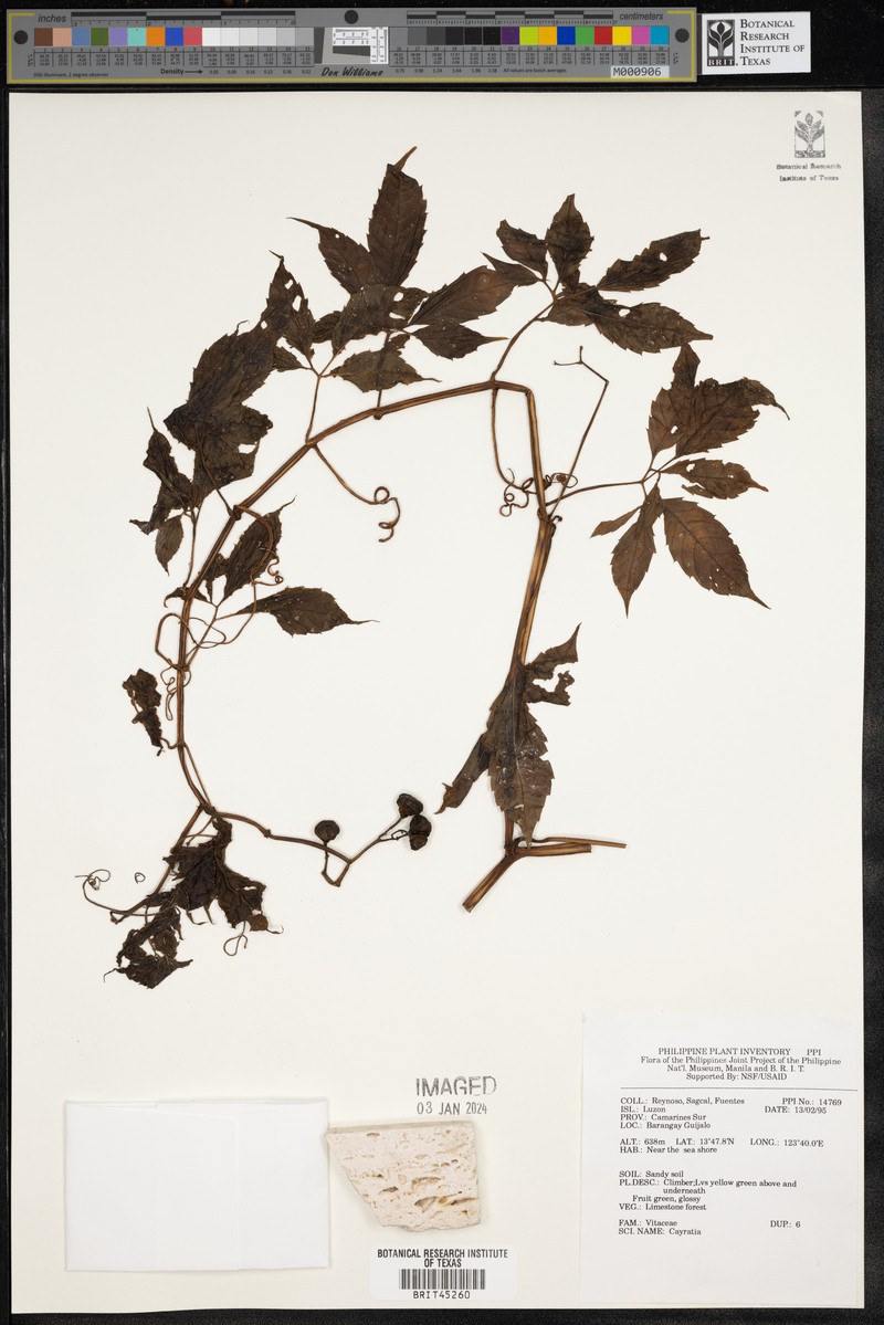 Causonis pterita
