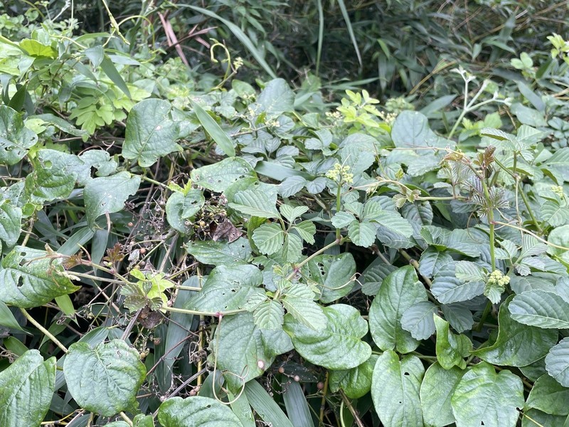 Causonis tenuifolia photo 2