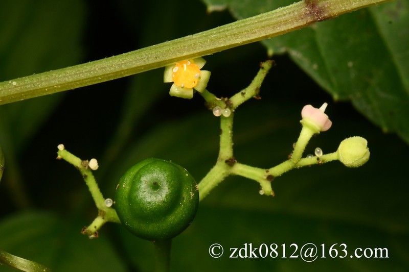 Causonis tenuifolia photo 3