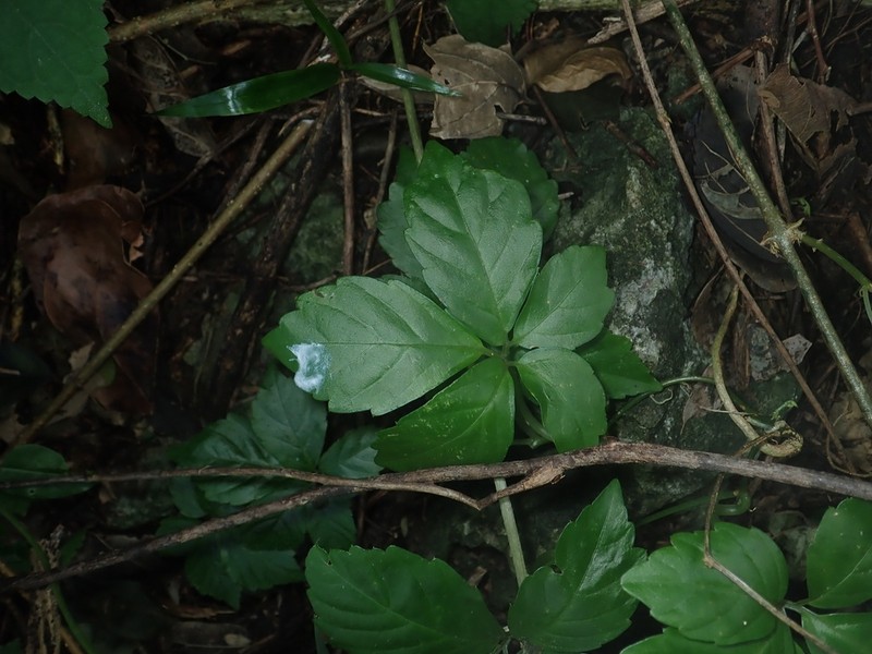 Causonis tenuifolia photo 4