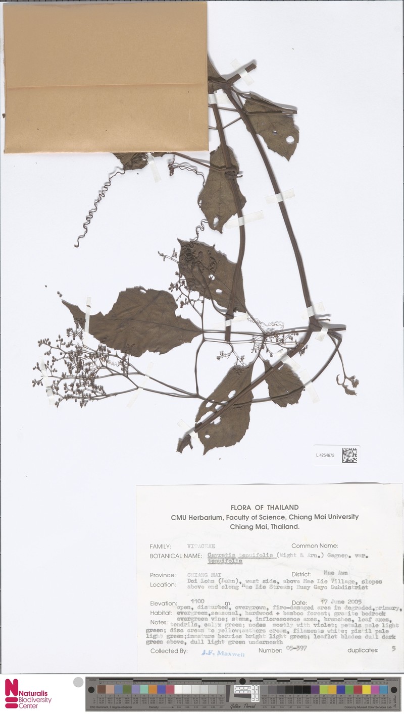 Causonis tenuifolia photo 6