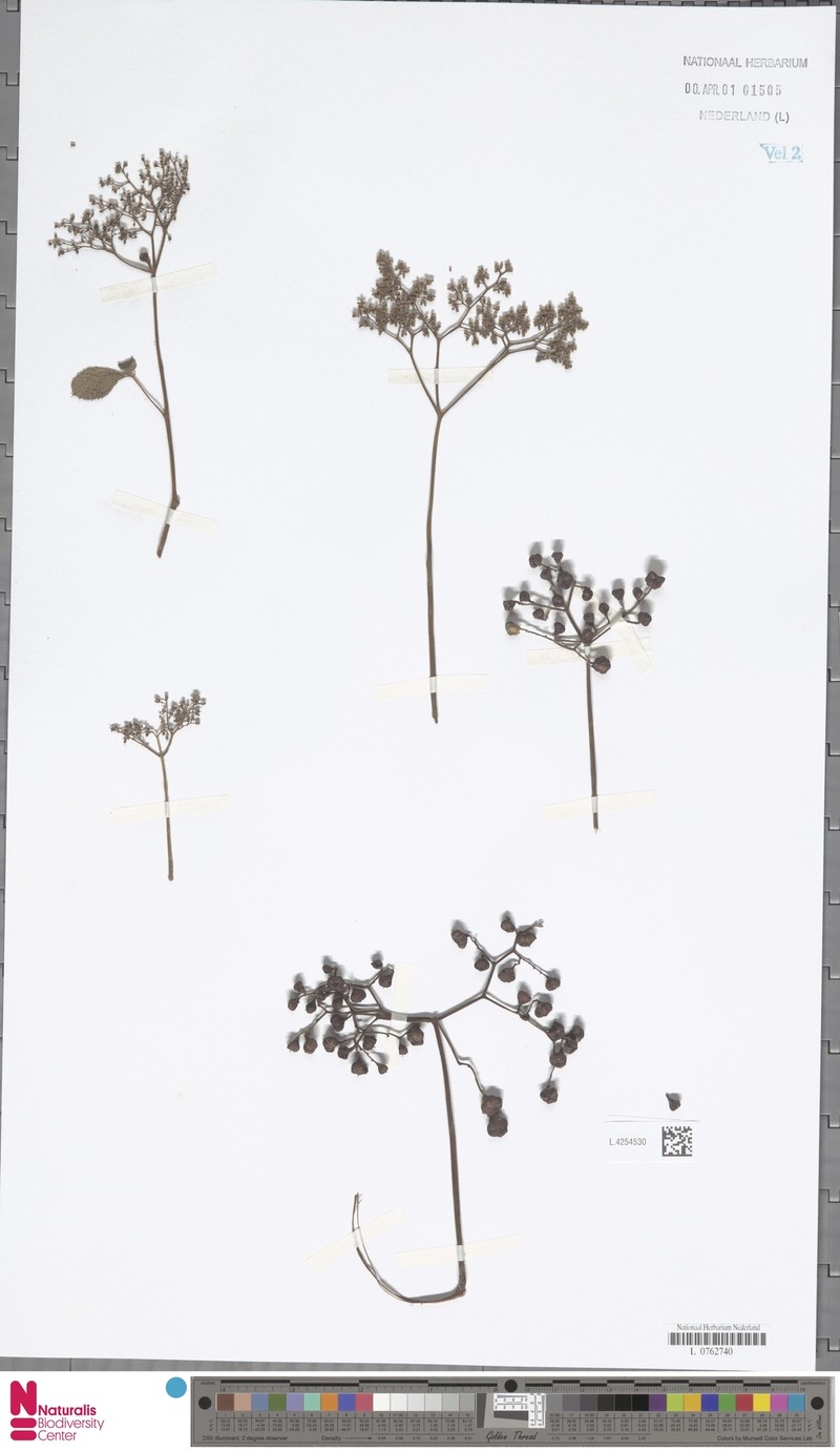 Causonis tenuifolia photo 7