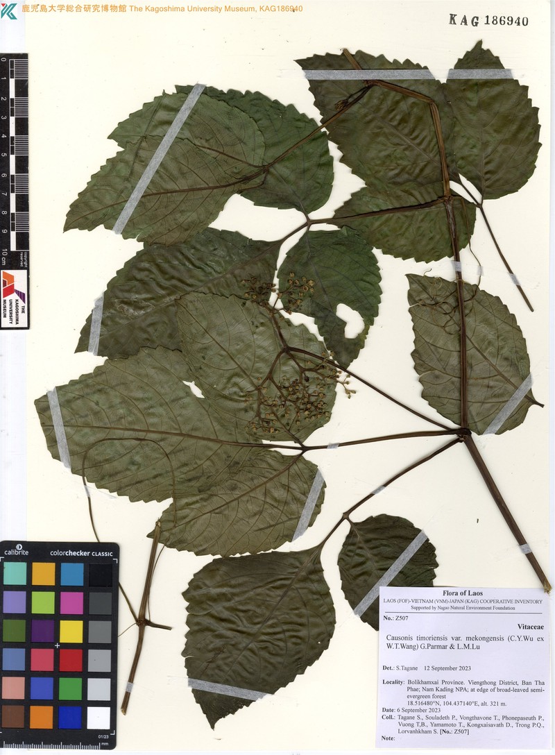 Causonis timoriensis