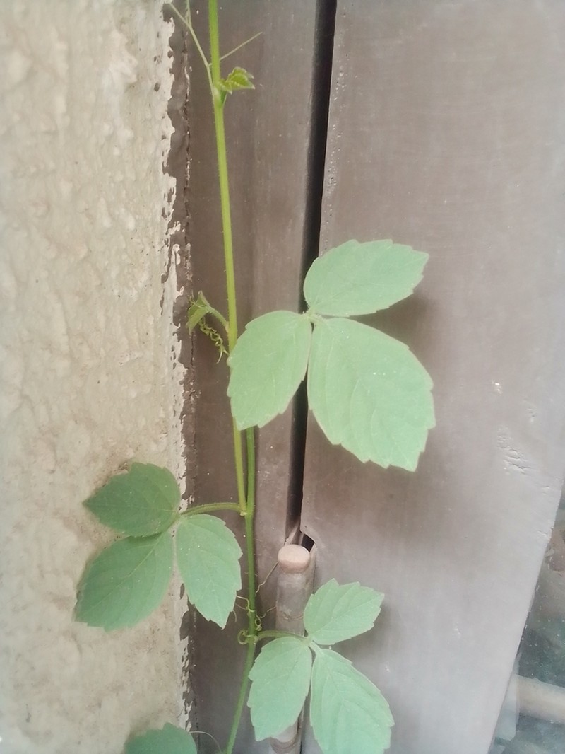 Threeleaf Cayratia