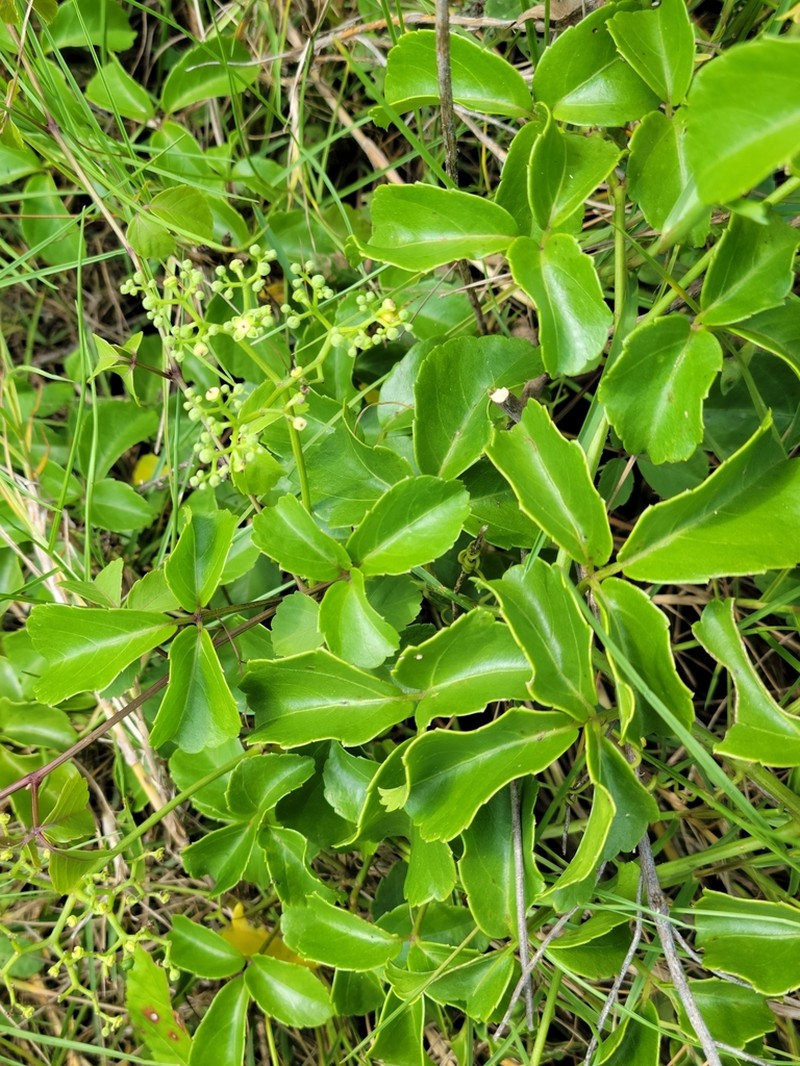 Threeleaf Cayratia photo 6